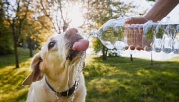 Renovación constante de agua