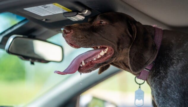Tu mascota no suda como tú: ¿sabes cómo protegerla del calor este verano? 3 salivacion espesa o vomitos