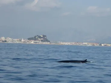 Un ejemplar de ballena rorcual en Dénia