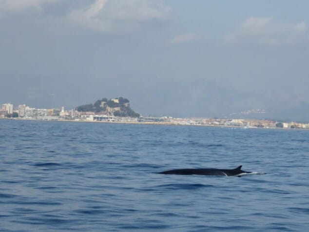 Imagen: Un ejemplar de ballena rorcual en Dénia