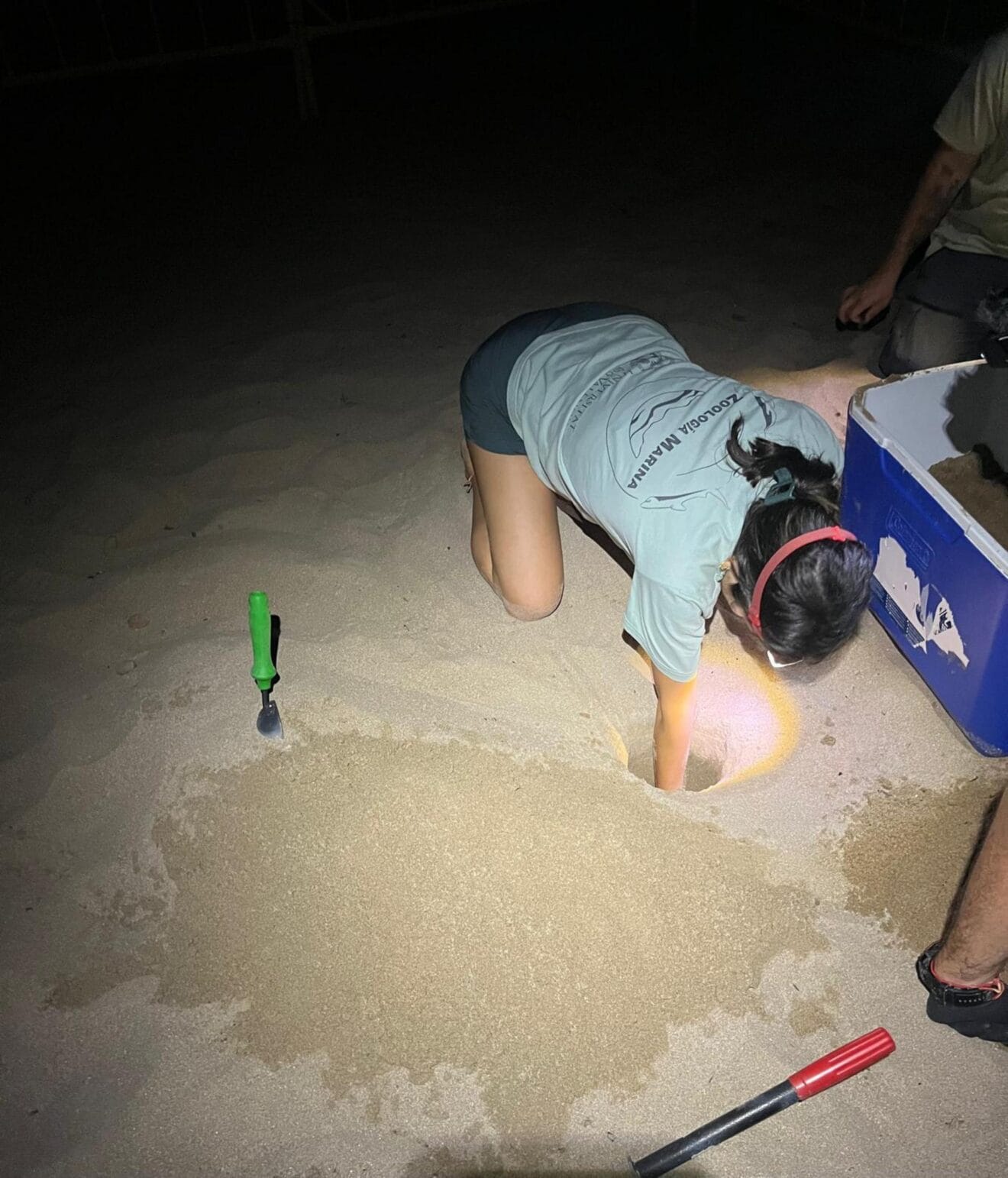Excavación de nido de tortuga en la playa de Dénia