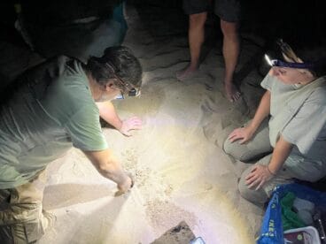 Voluntarios localizan el nido de la tortuga Diana en Dénia