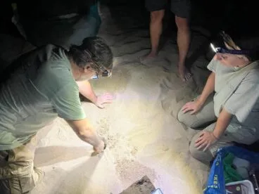 Voluntarios localizan el nido de la tortuga Diana en Dénia
