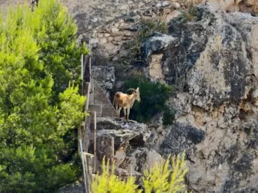 Del Montgó al Castillo: el sorprendente recorrido de una cabra salvaje por las calles de Dénia 3 el ejemplar de arrui captado en la antigua cantera del castillo de denia