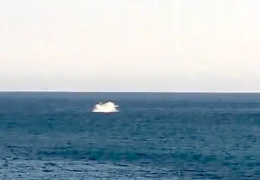 frame del video donde se ve la ballena