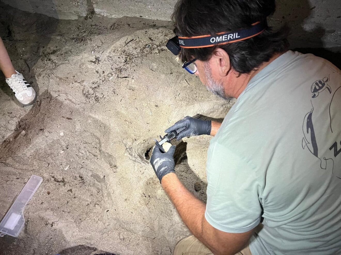 Técnico midiendo huevos de tortuga en Dénia