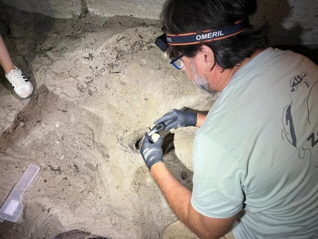 Un hombre con guantes y linterna frontal mide un huevo de tortuga con un calibre digital en un nido en la arena de noche.