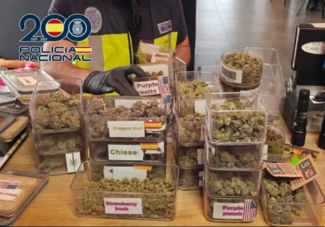 Otro club cannábico cierra por tráfico de drogas en Dénia: era un punto de venta para turistas 2 Imagen: Agente de la Policía Nacional con chaleco oficial examina recipientes de plástico con cogollos de marihuana etiquetados durante un registro.