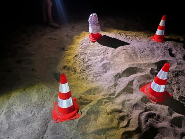 Zona de nido de tortuga marina balizada con conos naranjas en la arena de la playa de noche.