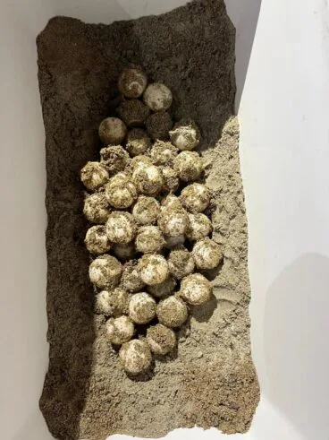 Nido de tortuga marina reubicado en Dénia