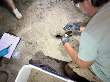 Personal técnico mide un huevo del nido de la tortuga Diana en Dénia