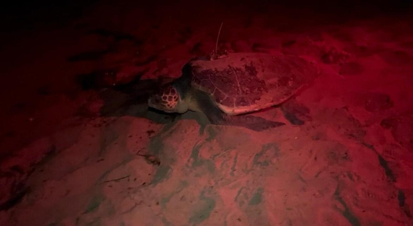 Tortuga marina "Mona" anidando en Dénia