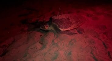 Tortuga marina “Mona” anidando en Dénia