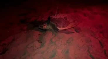 Tortuga marina “Mona” anidando en Dénia