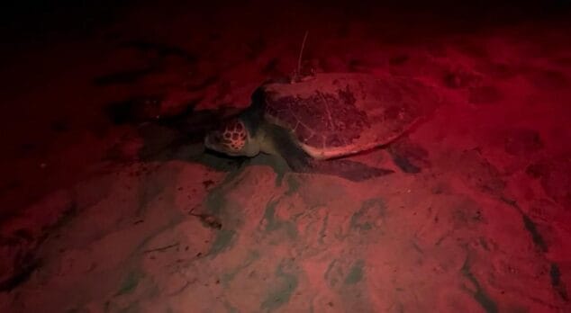 Imagen: Tortuga marina anidando en la playa de noche con luz roja