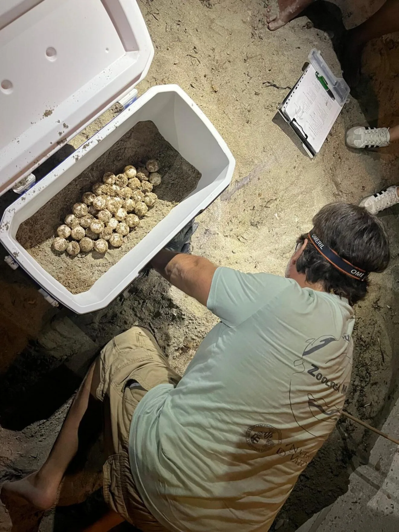 Traslado del segundo nido de la tortuga Diana en Dénia