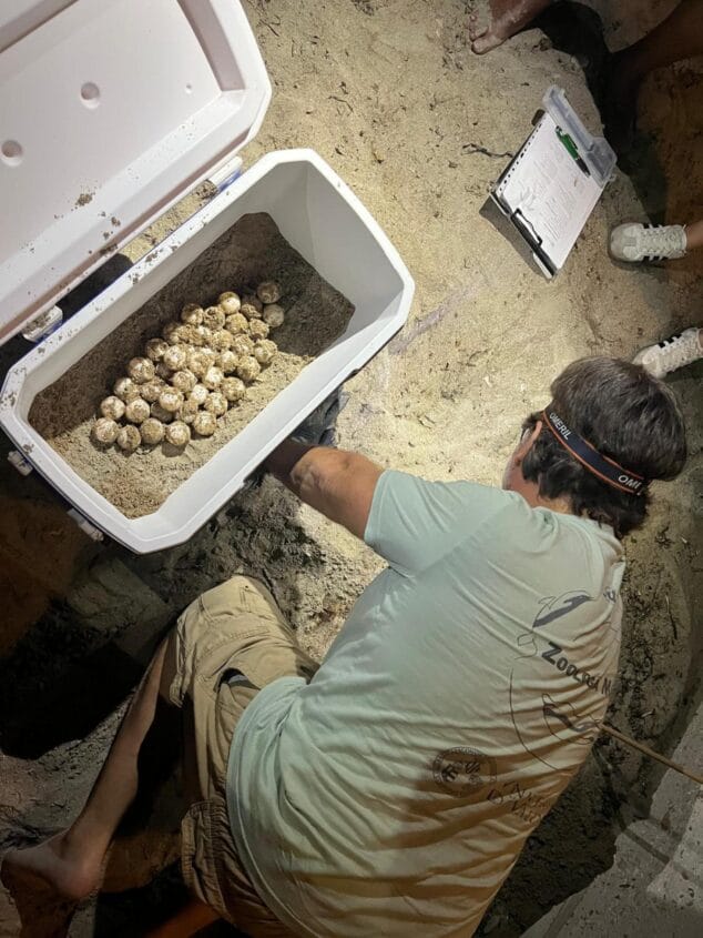 Un voluntario con linterna frontal arrodillado en la arena de noche, colocando huevos de tortuga marina dentro de una nevera blanca portátil.