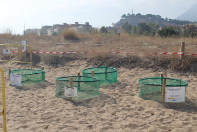 Campamento Tortuga: más de 200 voluntarios vigilarán los huevos de tortuga en Dénia 2 Imagen: Campamento Tortuga en Dénia. Nidos donde se ubican los huevos