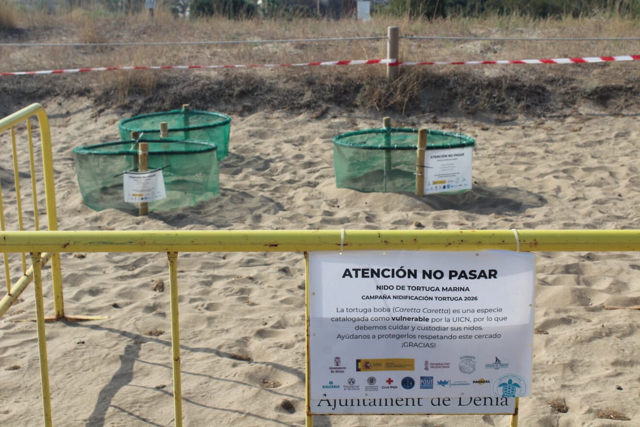 Nidos de los huevos en el Campamento Tortuga en Dénia