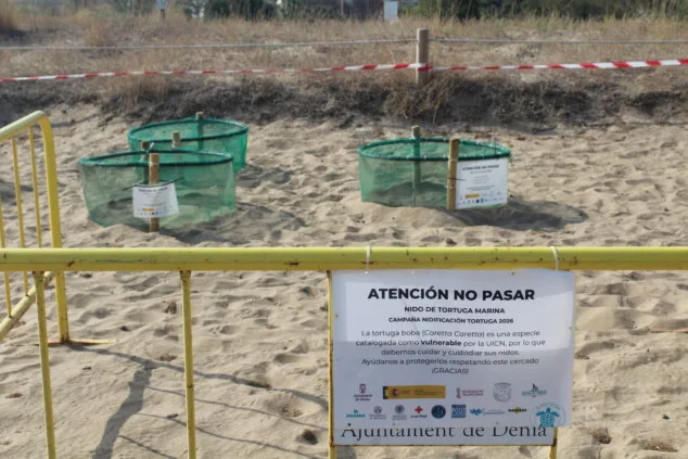 Imagen: Nidos de los huevos en el Campamento Tortuga en Dénia