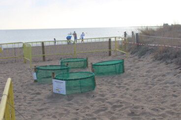 Campamento Tortuga: más de 200 voluntarios vigilarán los huevos de tortuga en Dénia 7 campamento tortuga en denia 6