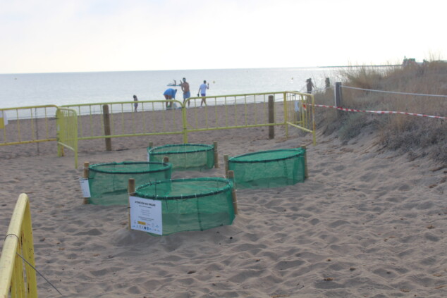 Campamento Tortuga: más de 200 voluntarios vigilarán los huevos de tortuga en Dénia 6 campamento tortuga en denia 6
