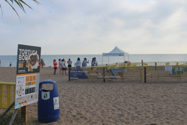 Campamento Tortuga: más de 200 voluntarios vigilarán los huevos de tortuga en Dénia 7 campamento tortuga en denia 7