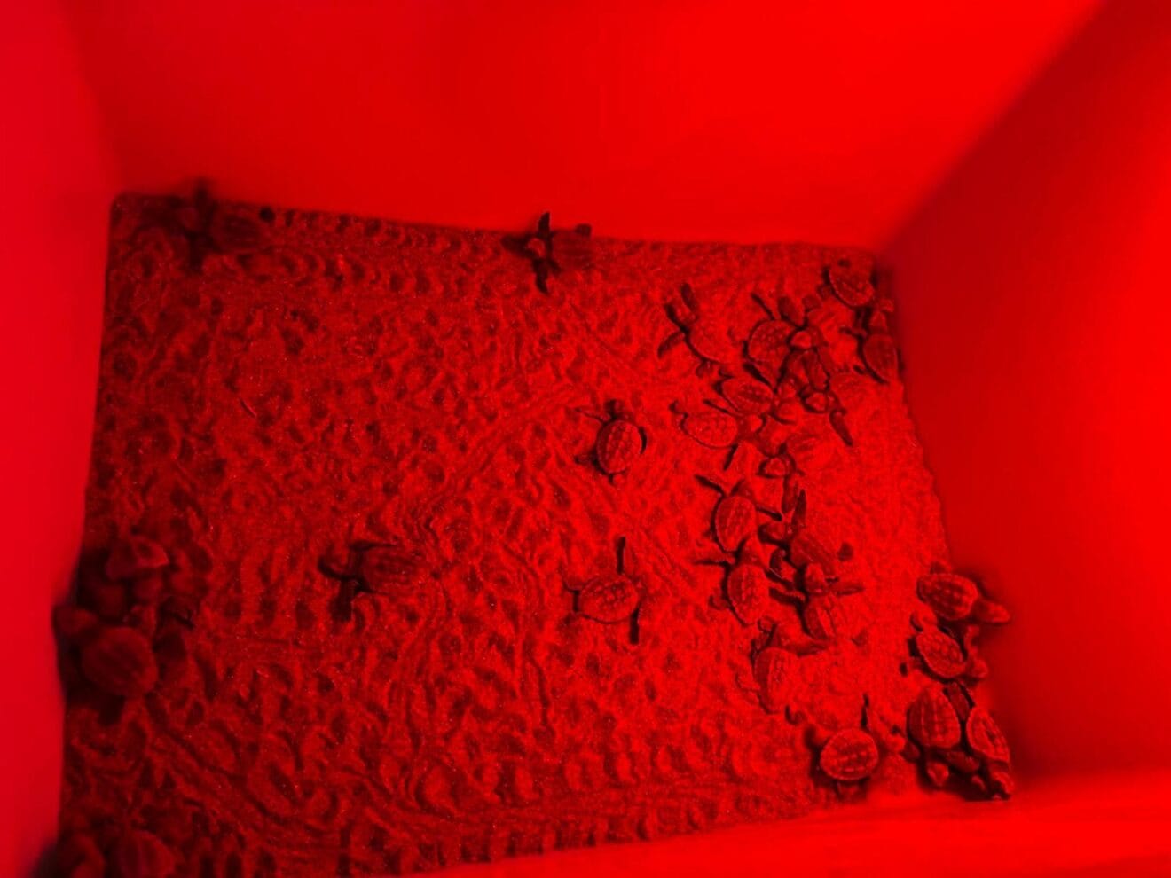 Crías de tortuga marina recién eclosionadas en el Campamento Tortuga de Dénia