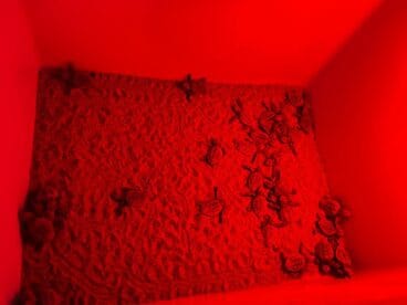 Crías de tortuga marina recién eclosionadas en el Campamento Tortuga de Dénia