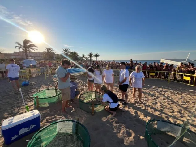 Más de un centenar de tortugas marinas nacen en las playas de Dénia este fin de semana 5 Voluntarios gestionan la eclosión de nidos de tortuga protegidos en una playa de Dénia mientras una multitud observa detrás de una barrera.