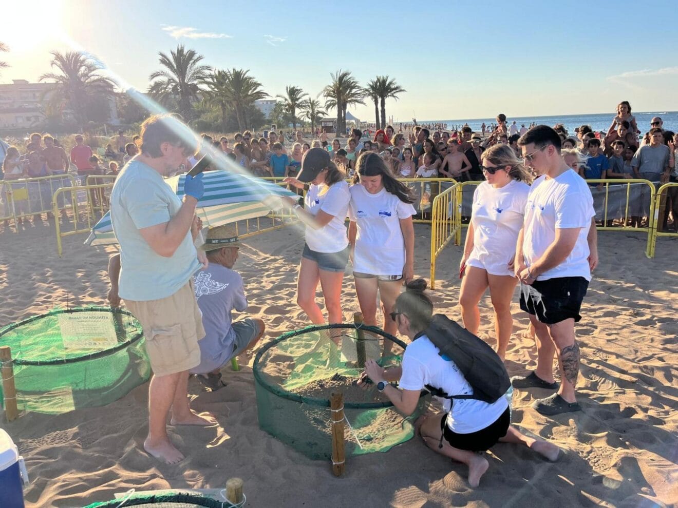 Eclosión de nido de tortugas marinas en Dénia