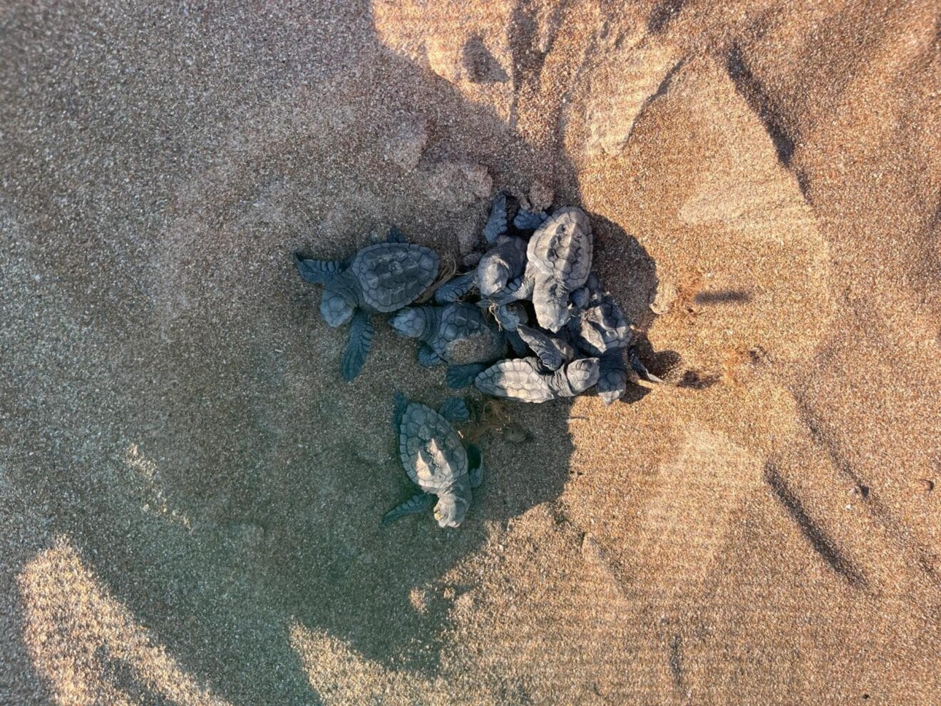 Eclosión de tortugas marinas en la playa de Dénia
