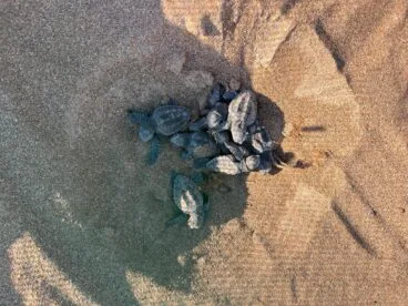 Eclosión de tortugas marinas en la playa de Dénia