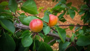 Frutas hidratantes de temporada