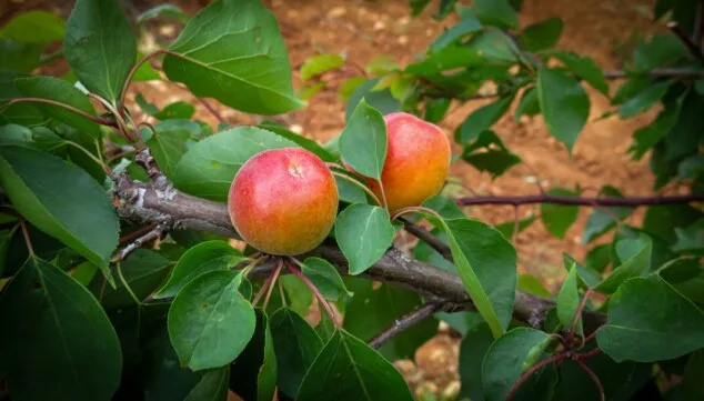 Fruta, aperitivos y arroz: la cesta perfecta para este verano 5 frutas hidratantes de temporada