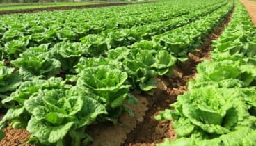 La selección de vegetales recolectados en su punto óptimo de maduración