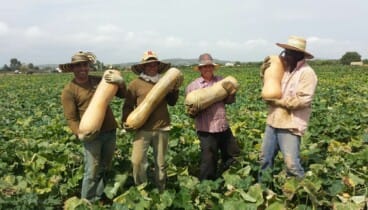 Melones, sandías, calabazas y melocotones