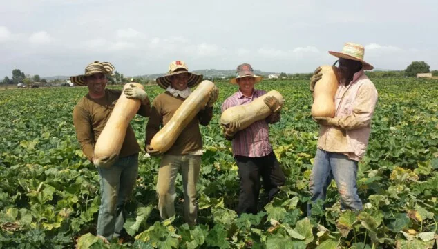 Fruta, aperitivos y arroz: la cesta perfecta para este verano 6 melones sandias calabazas y melocotones