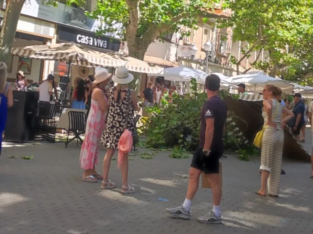 Susto en Marqués de Campo: se desploma la gran rama de un platanero sobre la terraza de una heladería 3 Imagen: Peatones observan con curiosidad y alivio el lugar del incidente, donde la rama ha caído sin causar, afortunadamente, daños personales