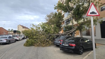 Una fuerte tormenta anega las calles de Dénia y provoca la caída de un árbol sobre varios vehículos 2 un arbol de grandes dimensiones caido sobre varios coches aparcados en la avenida joan fuster