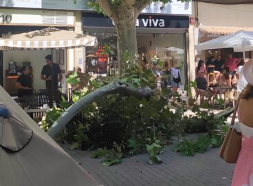 Un primer plano de la rama desplomada sobre el pavimento en Marqués de Campo, donde se aprecia su envergadura, a pocos metros de la terraza de una heladería