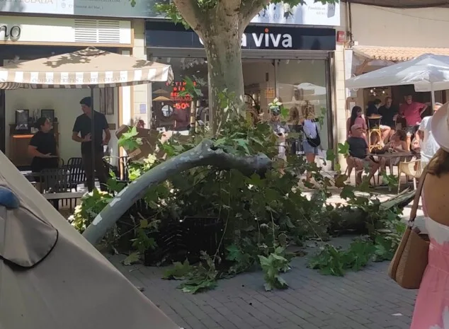 Susto en Marqués de Campo: se desploma la gran rama de un platanero sobre la terraza de una heladería 1 Imagen: Un primer plano de la rama desplomada sobre el pavimento en Marqués de Campo, donde se aprecia su envergadura, a pocos metros de la terraza de una heladería