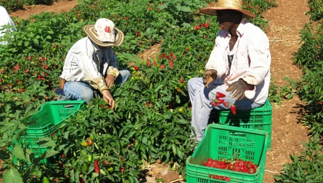 Fruta, aperitivos y arroz: la cesta perfecta para este verano 4 variedades autoctonas