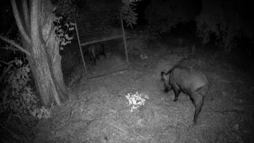Nachtelijke zwart-witfoto, gemaakt met een cameraval, toont een wild zwijn in een grote metalen kooi en een ander wild zwijn daarbuiten, in een bosrijk gebied.