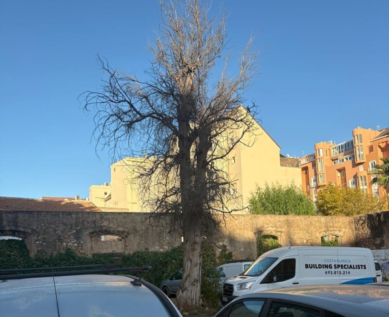 Árbol sin «podar» según Gent de Dénia cerca de la estación de tren
