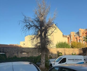 Árbol sin «podar» según Gent de Dénia cerca de la estación de tren
