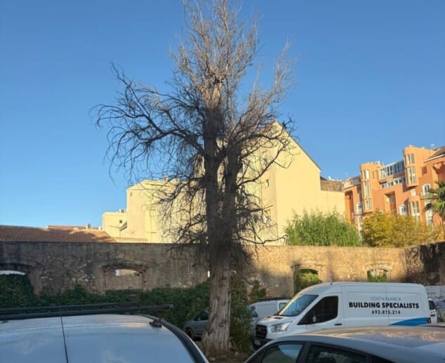 Imagen: Árbol de grandes dimensiones sin hojas situado junto a una zona de aparcamiento de Dénia.