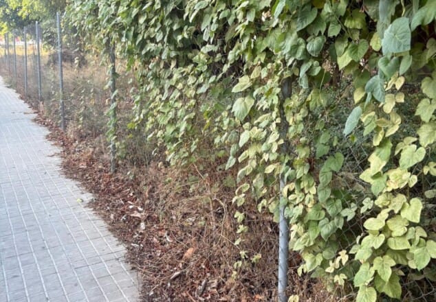 Imagen: Vegetación abundante y restos vegetales junto a una valla situada al lado de una acera de Dénia.