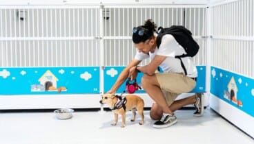 Diferentes opciones para viajar junto a las mascotas