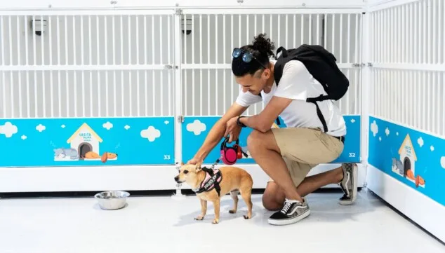 ¿Tu mascota tiene talento? Baleària busca a su mascota más VIP 9 Imagen: Diferentes opciones para viajar junto a las mascotas